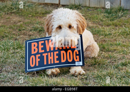 Young female goldendoodle dog in backyard holding "beware of the dog" sign in its mouth. Stock Photo