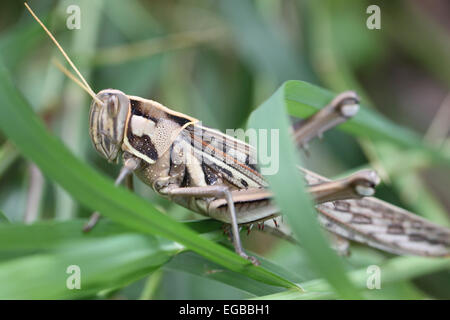 Macro of brown grasshopper perched on leaf in the garden. Stock Photo