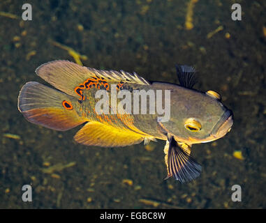 Oscar fish (Astronotus Ocellatus) is non-native invasive species in Everglades National Park, Florida. Stock Photo