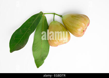 rose apple isolated on white background Stock Photo