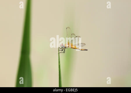 Orange dragonfly on top grass in the garden. Stock Photo