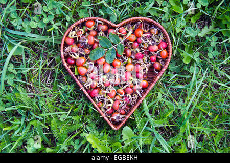 fresh summer rose hips in heart form wicker basket on grass Stock Photo