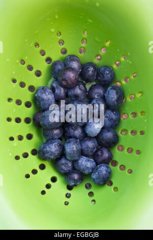 Vaccinium corymbosum. Freshly washed blueberries in a green colander. Stock Photo