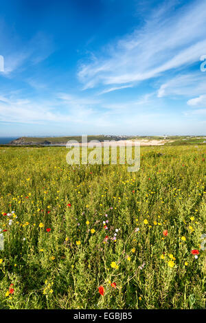 Wild flower meadow at Pentire Head near Newquay in Cornwall Stock Photo