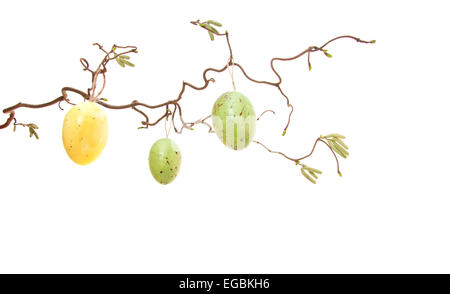 Easter eggs hanging on bush. All on white background. Stock Photo