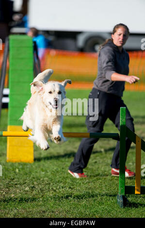 South of England Autumn game fair - Dog Show jumping in action. Dogs have to complete the obstacle course in the quickest time Stock Photo