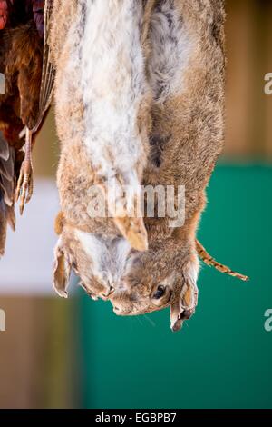 South of England Autumn game fair - Rabbits hanging upside down for use on the display for sale Stock Photo