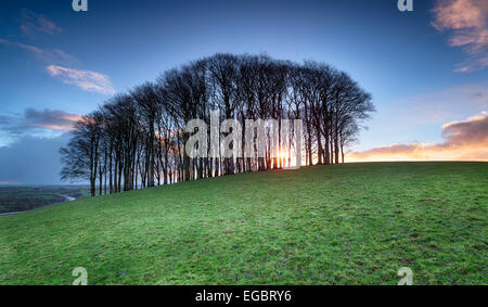 Sunrise through a small stand of beech trees on a hill near Lifton in Devon Stock Photo
