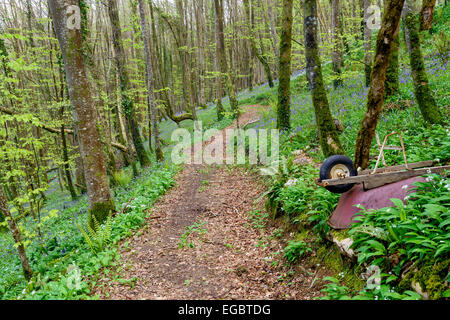 Path leading through beautiful bluebell woods near Duloe in Cornwall Stock Photo