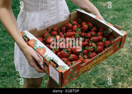 Girl in white dress holding box of Australian strawberries Stock Photo