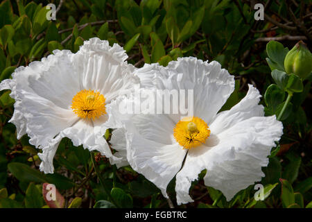 Romneya coulteri (Californian tree poppy) in the Sir Harold Hillier Gardens, Romsey, Hampshire, England, UK Stock Photo