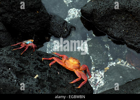 Sally Light Foot Crabs Galapagos Facing Sea from black rock Stock Photo