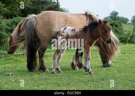 New Forest Ponies and Foal in National Park Stock Photo