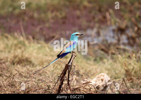 Abyssinian roller perched on dead vegetation in Senegal Stock Photo