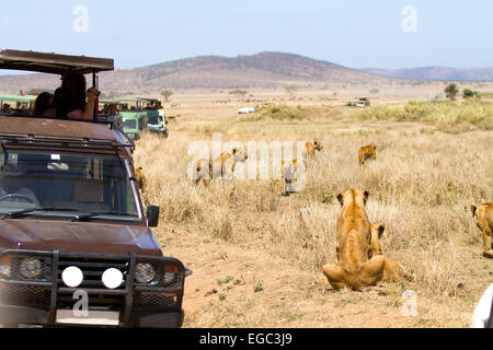 Wildlife safari tourists on game drive Stock Photo