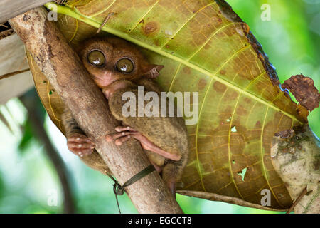 Tarsier on a tree in the Philippines Stock Photo - Alamy