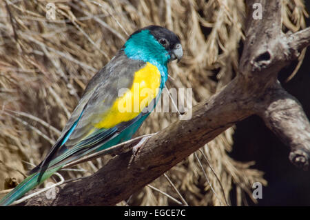 The hooded parrot is a medium-sized bird in the Psittacidae family which grows up to around 27cm in height. Stock Photo