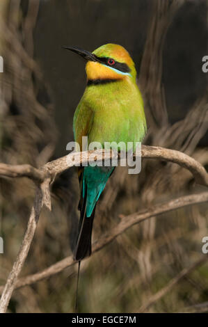 The Rainbow Bee-eater, 'Merops ornatus', is a bird in the 'Meropidae' family; the only species of Meropidae found throughout mainland Australia. Stock Photo