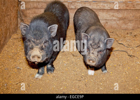 Vietnamese Pot-bellied pig on a traditional farm Stock Photo