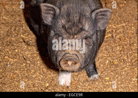 Vietnamese Pot-bellied pig on a traditional farm Stock Photo