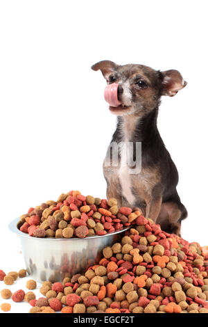 Cute little chihuahua dog with tongue licking his nose on a white background with food bowl in front spilling over an aluminum b Stock Photo