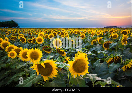 Sunflowers in Waxahachie in northern Texas Stock Photo