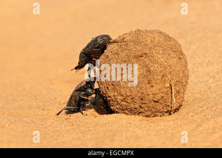 Dung beetles rolling their sand covered dung ball, South Africa Stock Photo