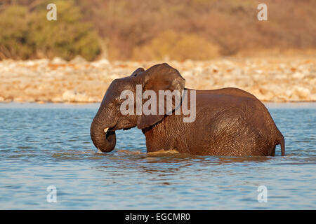 African elephant (Loxodonta africana) playing in water, Etosha National Park, Namibia