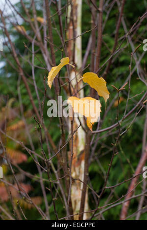 Downy Birch (Betula pubescens). Three leaves still on tree, November. Broadland. Norfolk. England.UK. Stock Photo