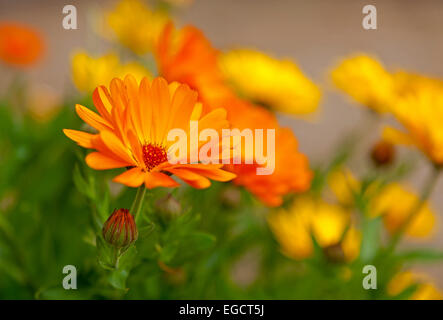 Marigold (Calendula officinalis), flowers, Germany Stock Photo