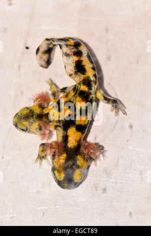 Two month old, Two-headed Near Eastern fire salamander (Salamandra infraimmaculata) tadpole that was born in a community ecology Stock Photo