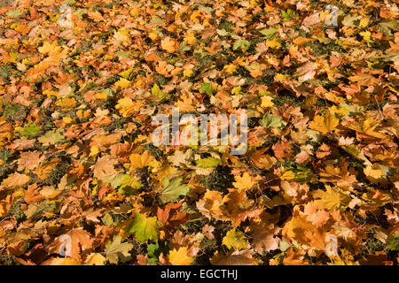 Norway Maple (Acer platanoides), autumn leaves, Thuringia, Germany Stock Photo