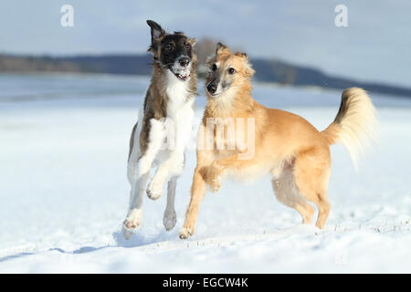 Silken Windsprite, whippets, dogs playing in the snow, Rhineland-Palatinate, Germany Stock Photo