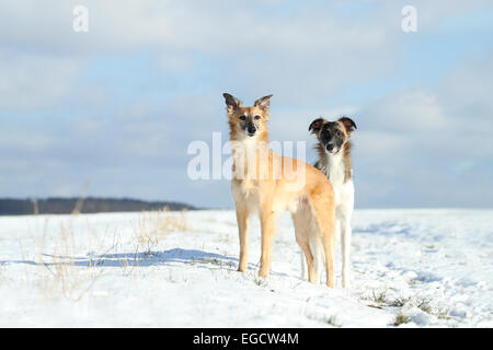 Silken Windsprite, whippets, dog standing in the snow, Rhineland-Palatinate, Germany Stock Photo