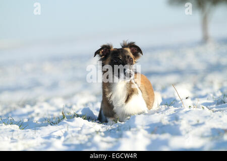 Silken Windsprite, whippet in the snow, Rhineland-Palatinate, Germany Stock Photo