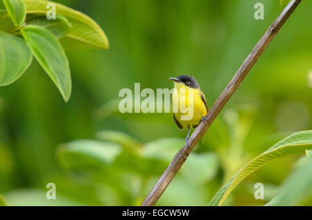Common Tody-Flycatcher (Todirostrum cinereum) perched on a branch, Alajuela Province, Costa Rica Stock Photo