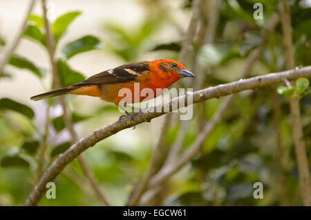 Flame-colored Tanager (Piranga bidentata) perched on a branch, Los Quetzales National Park, San José Province, Costa Rica Stock Photo