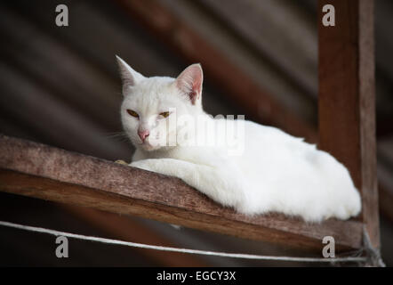 White cat portrait Stock Photo