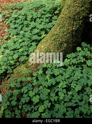 Woodland floor, Glenashdale Woods, Whiting Bay, Isle of Arran, Scotland Stock Photo