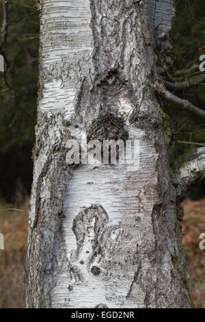 Downy Birch (Betula pubescens). Trunk of a mature Tree. Calthorpe Broad. NNR. SSSI. Norfolk. Stock Photo