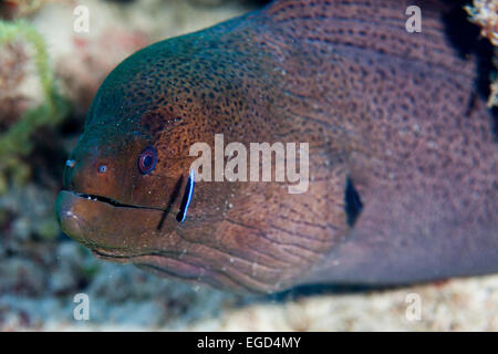 Giant moray ((Yellowmargin) eel with cleaner wrasse Stock Photo