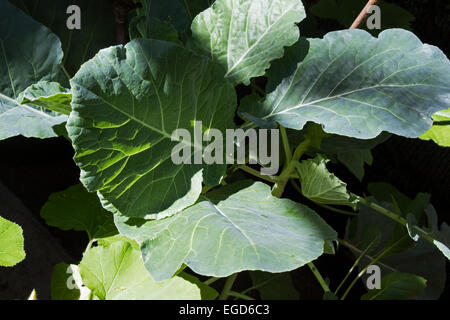 Collard greens hi-res stock photography and images - Alamy