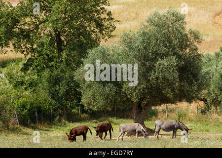 Donkies in a field surrounded by olive trees, near Malpasso, near Magliano in Toskana, province of Grosseto, Tuscany, Italy, Europe Stock Photo