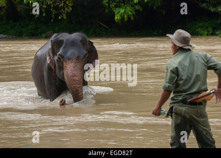 National park ranger calls a trained Sumatran elephant in Gunung Leuser National Park, Sumatra. Stock Photo