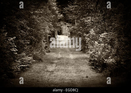 Dark moody landscape with tree lined dirt road through dense forest in sepia. Intentionally shallow depth of field. Stock Photo