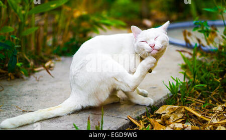 Smiley white cat scraching her chin in a garden focused on her happy face Stock Photo