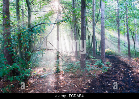 Shafts of sunlight shining through trees in woodland Stock Photo