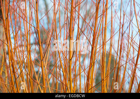 Salix Alba Vitellina Yelverton. Coral bark willow 'Yelverton' orange, red and pink stems in winter Stock Photo