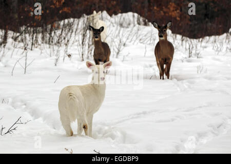 Boulder Junction, Wisconsin, USA. 28th Jan, 2015. An all-white deer feeds in a open area along with normally-colored deer. A second white deer can be seen in the background. The deer are locally known as ''ghost deer. © Keith R. Crowley/ZUMA Wire/Alamy Live News Stock Photo