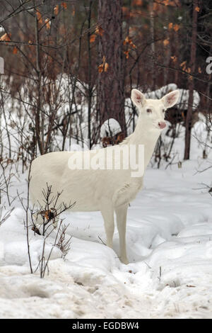 Boulder Junction, Wisconsin, USA. 28th Jan, 2015. An all-white doe pauses in a woodlot in northern Wisconsin. An unusual concentration of the rare deer are found near this small town where the animals are locally known as ''ghost deer. © Keith R. Crowley/ZUMA Wire/Alamy Live News Stock Photo